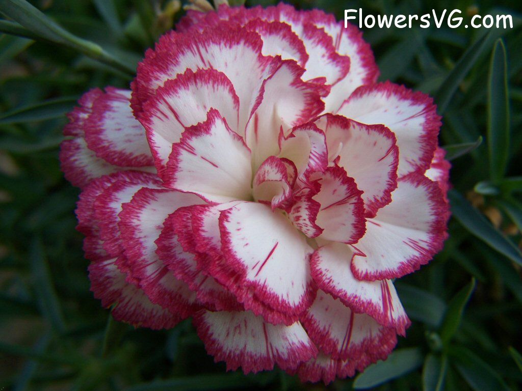 carnation flower Photo flowers_pics_4482.jpg