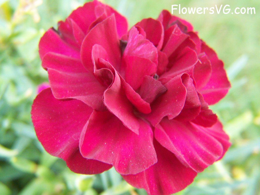 carnation flower Photo flowers_pics_4490.jpg