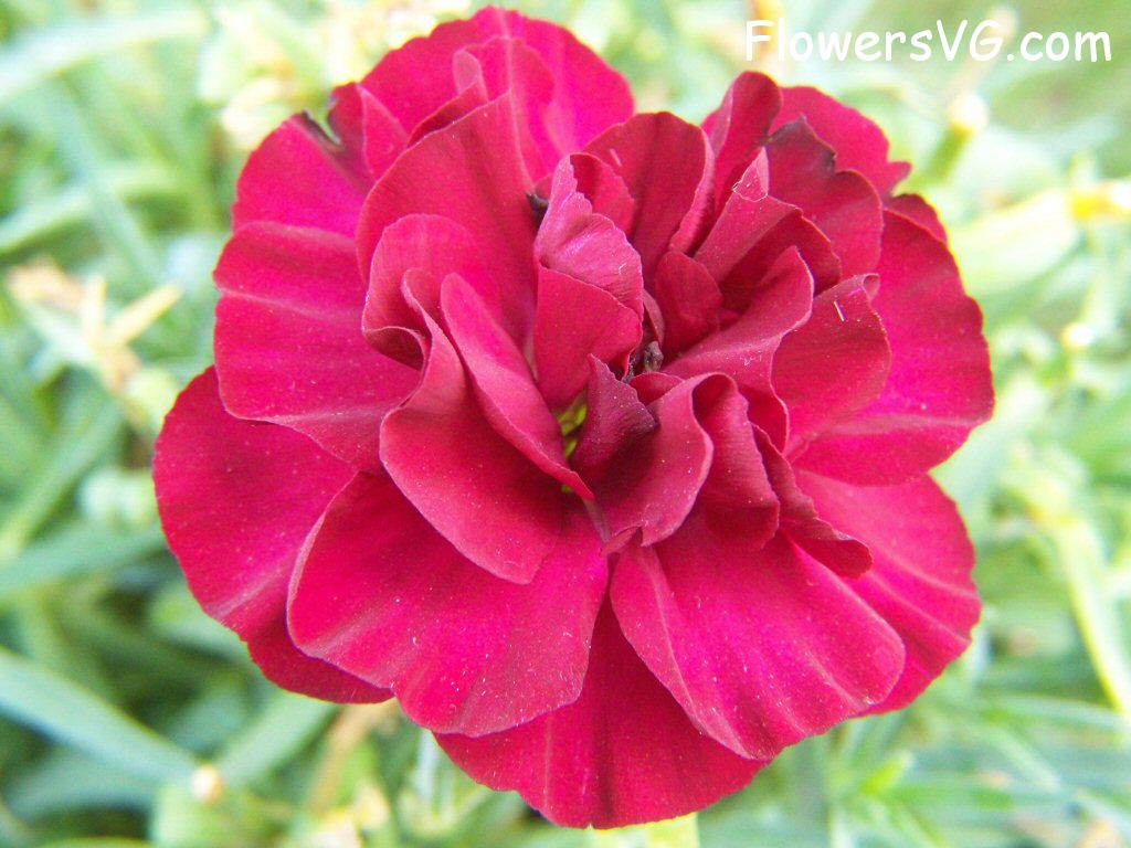 carnation flower Photo flowers_pics_4491.jpg