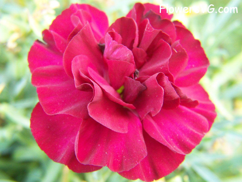 carnation flower Photo flowers_pics_4492.jpg