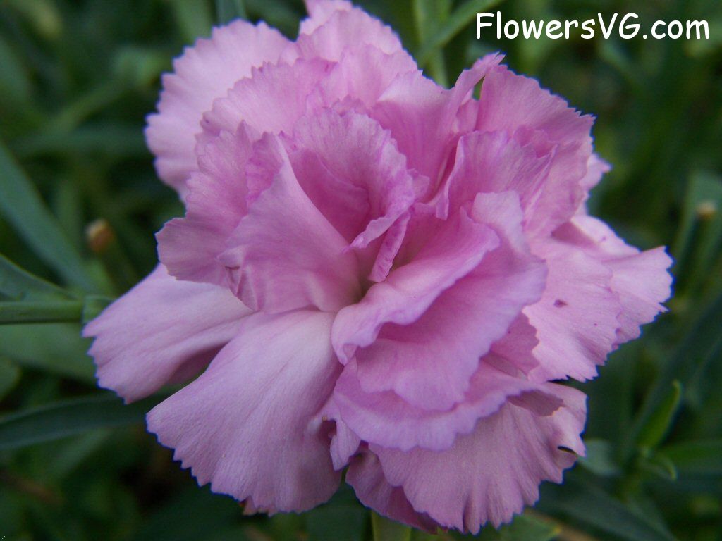 carnation flower Photo flowers_pics_4493.jpg