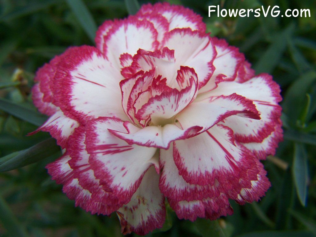carnation flower Photo flowers_pics_4496.jpg