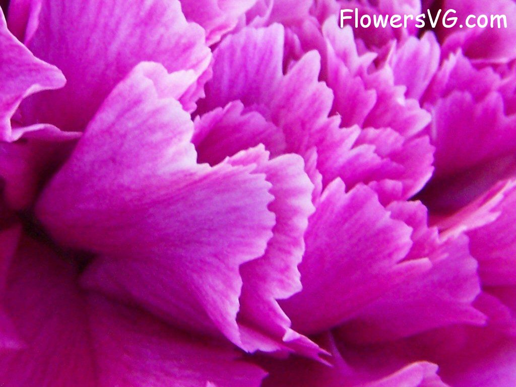 carnation flower Photo flowers_pics_4557.jpg