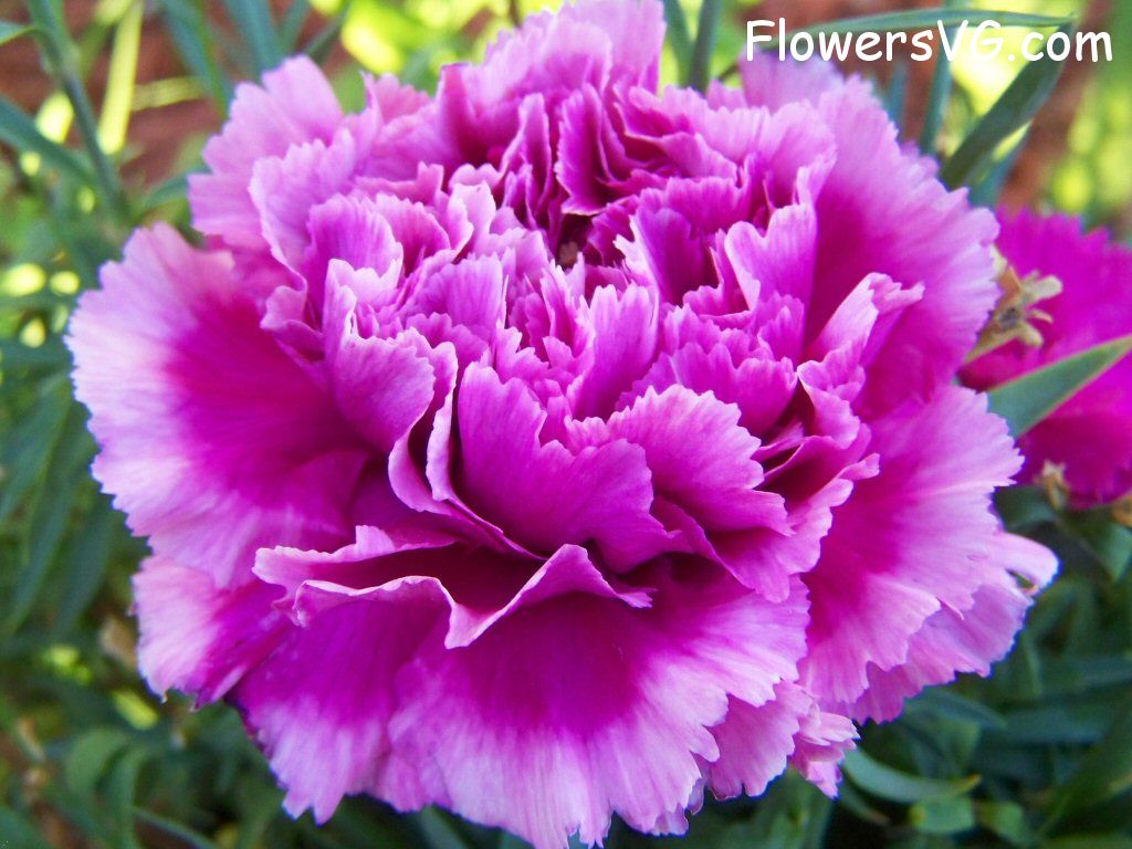 carnation flower Photo flowers_pics_4560.jpg
