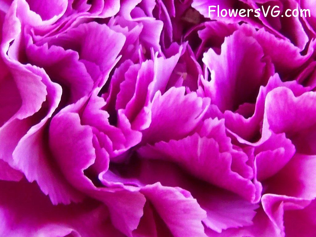 carnation flower Photo flowers_pics_4562.jpg