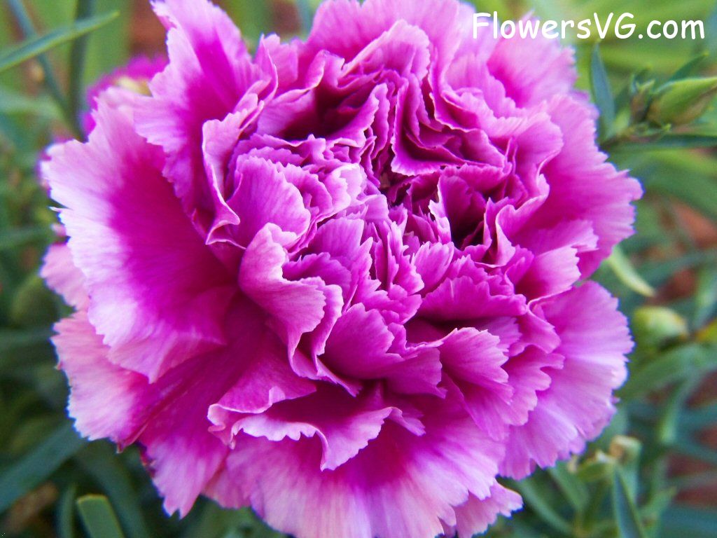 carnation flower Photo flowers_pics_4565.jpg