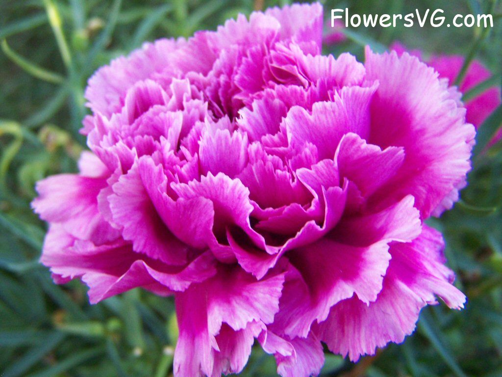 carnation flower Photo flowers_pics_4567.jpg