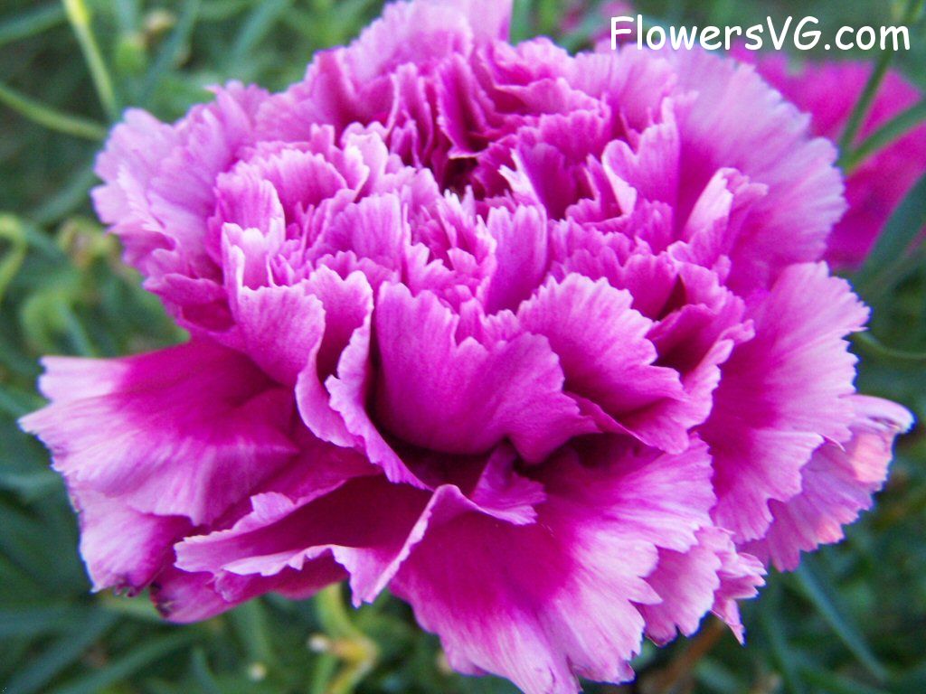 carnation flower Photo flowers_pics_4568.jpg