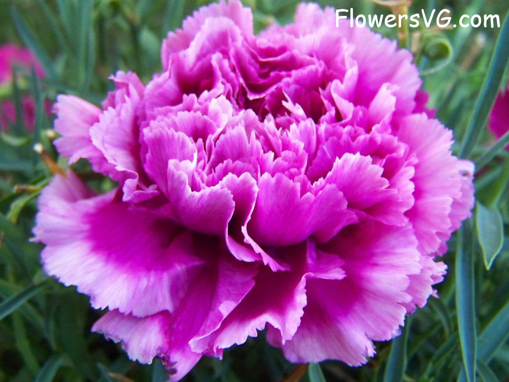 carnation flower Photo flowers_pics_4571.jpg