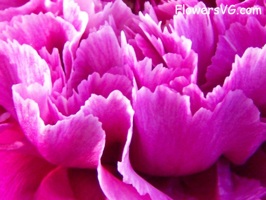 carnation flower Photo flowers_pics_4572.jpg