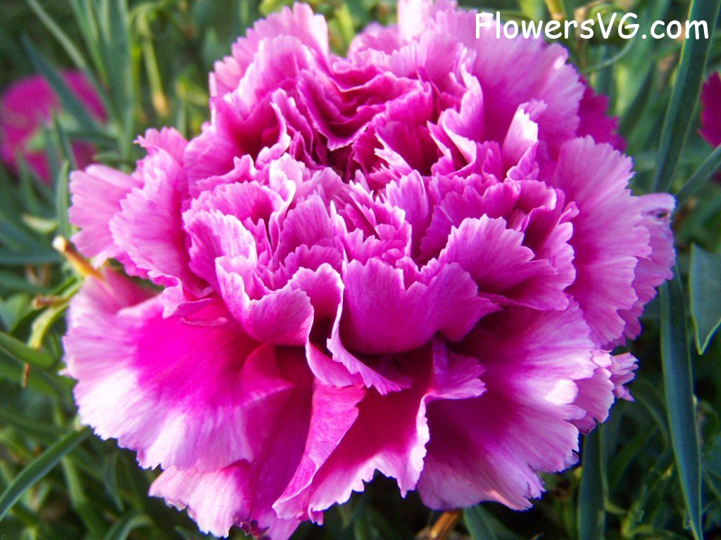 carnation flower Photo flowers_pics_4573.jpg
