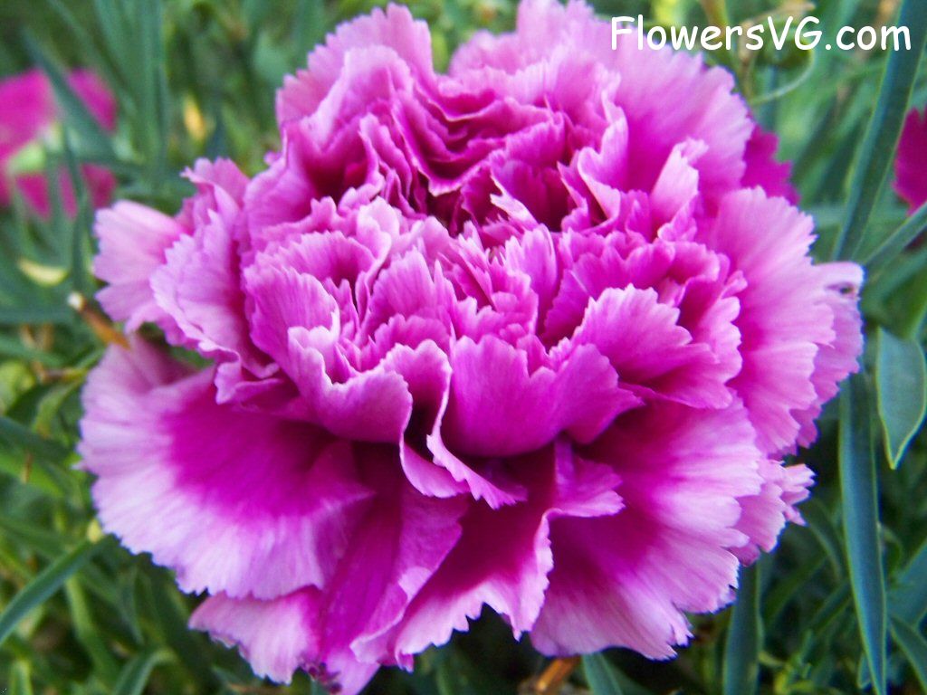 carnation flower Photo flowers_pics_4574.jpg