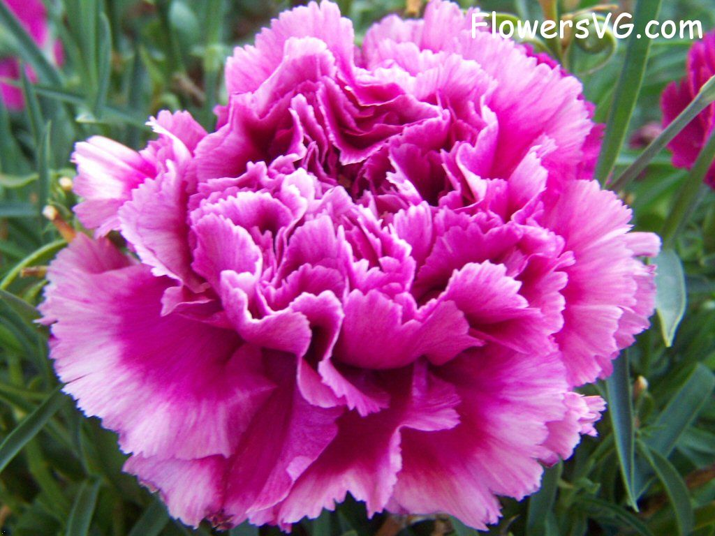 carnation flower Photo flowers_pics_4575.jpg