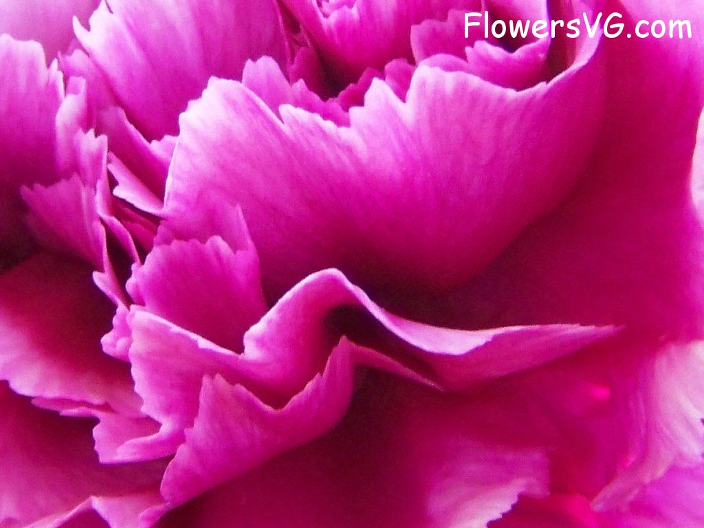 carnation flower Photo flowers_pics_4577.jpg