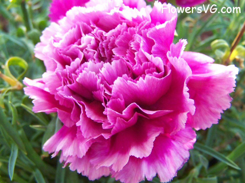 carnation flower Photo flowers_pics_4578.jpg
