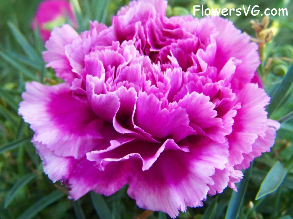 carnation flower Photo flowers_pics_4579.jpg