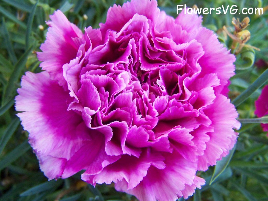 carnation flower Photo flowers_pics_4580.jpg