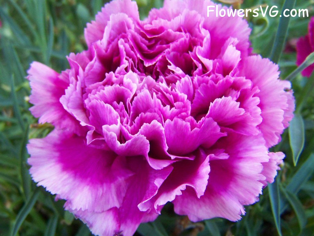 carnation flower Photo flowers_pics_4581.jpg