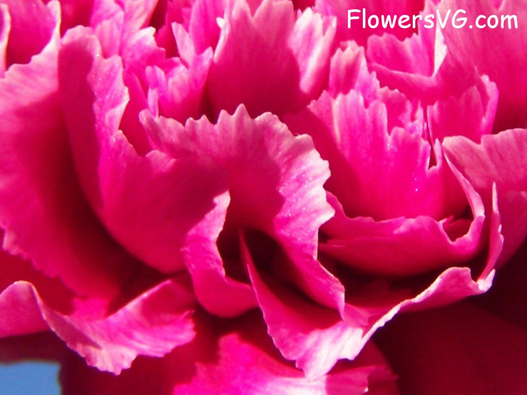 carnation flower Photo flowers_pics_4595.jpg