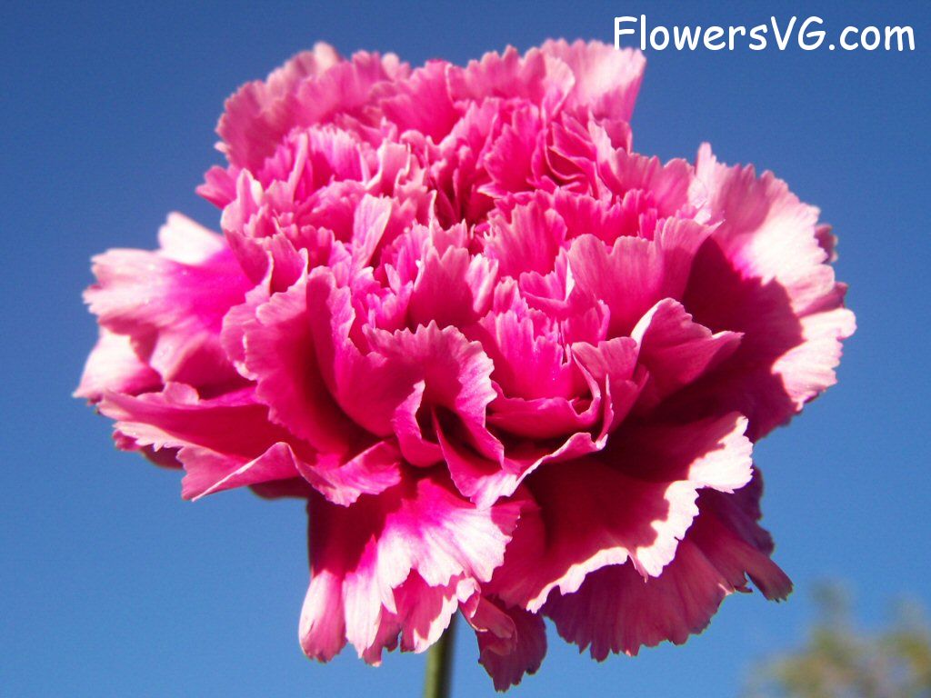 carnation flower Photo flowers_pics_4596.jpg
