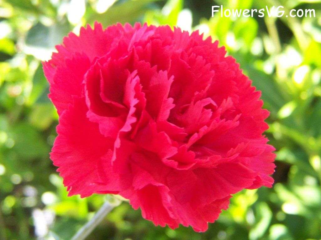 carnation flower Photo flowers_pics_4824.jpg