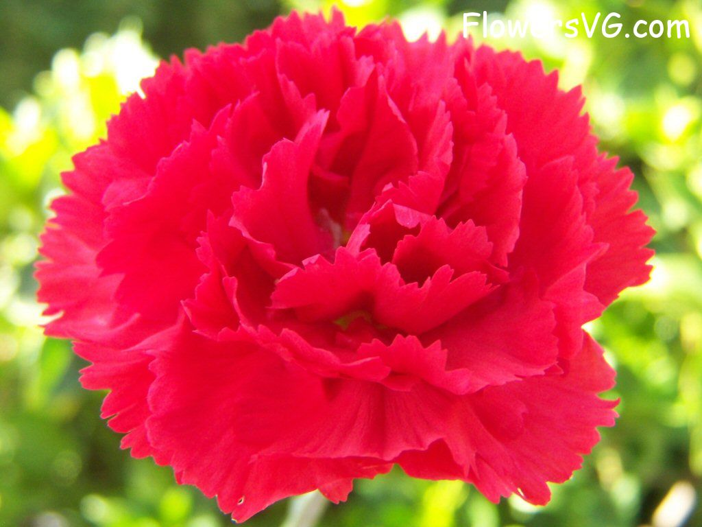 carnation flower Photo flowers_pics_4827.jpg