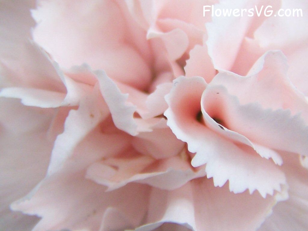 carnation flower Photo flowers_pics_4985.jpg