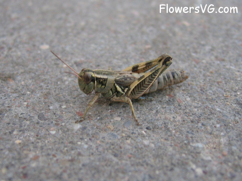 Photo grasshopper030.jpg