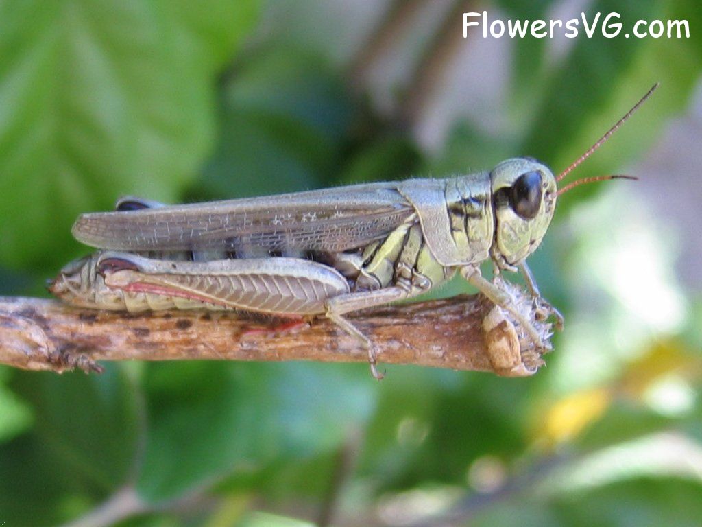 Photo grasshoppers001.jpg