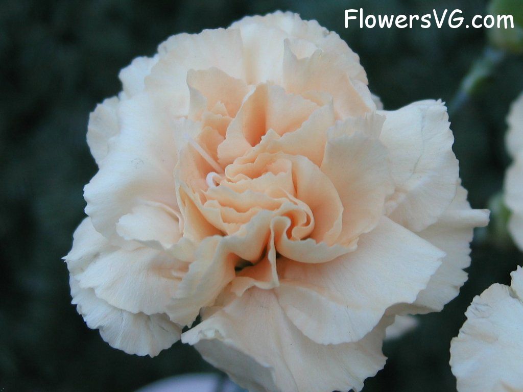 carnation flower Photo mflowers793.jpg