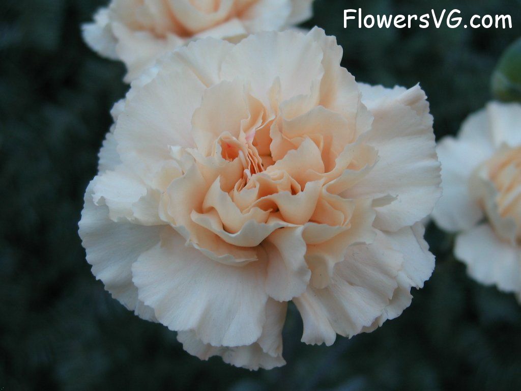 carnation flower Photo mflowers804.jpg