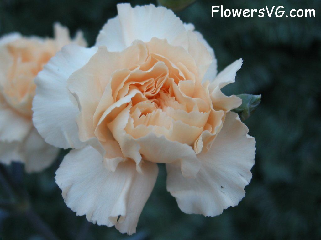 carnation flower Photo mflowers805.jpg