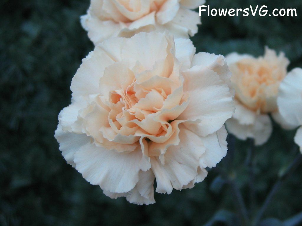 carnation flower Photo mflowers807.jpg