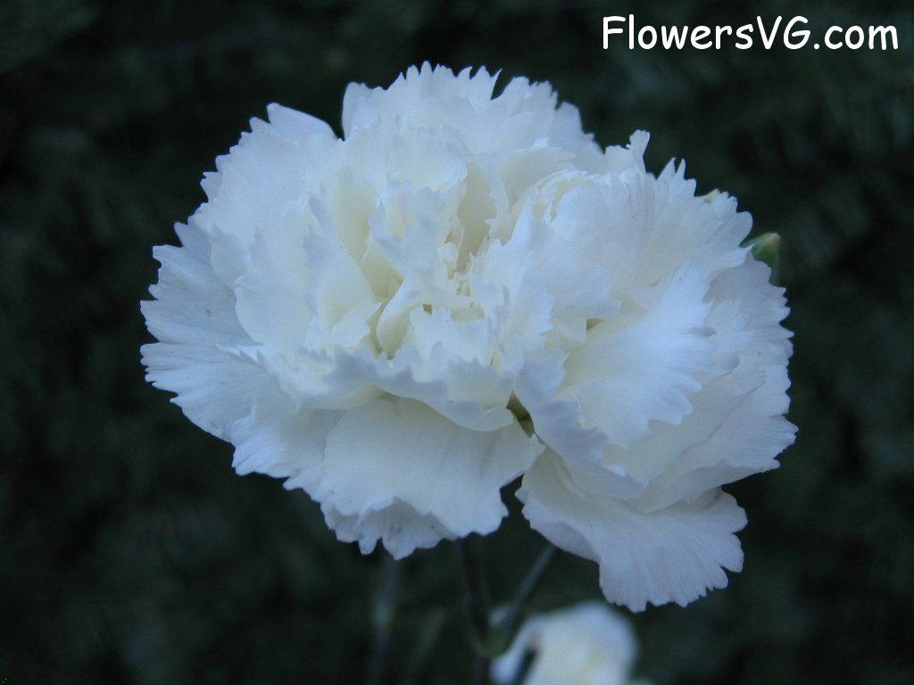 carnation flower Photo mflowers810.jpg