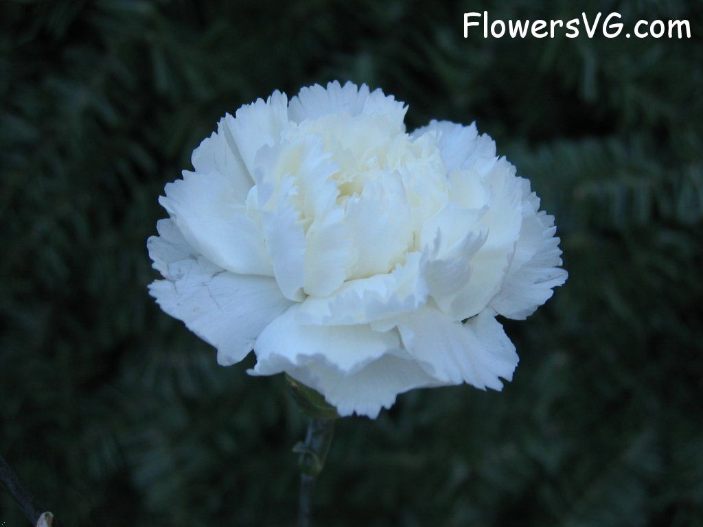 carnation flower Photo mflowers814.jpg