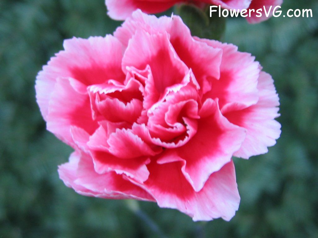 carnation flower Photo mflowers836.jpg