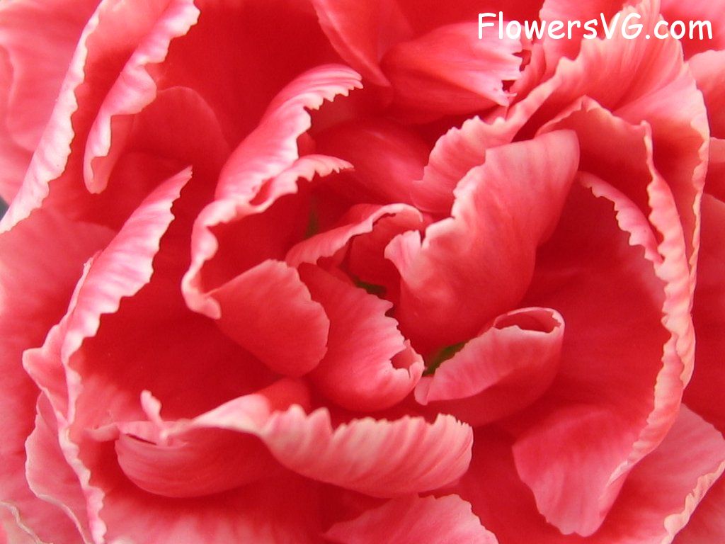 carnation flower Photo mflowers883.jpg