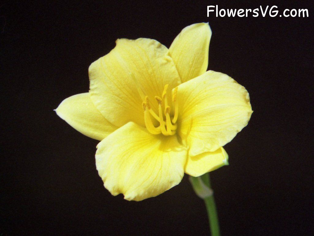 lily flower Photo n0flower400.jpg