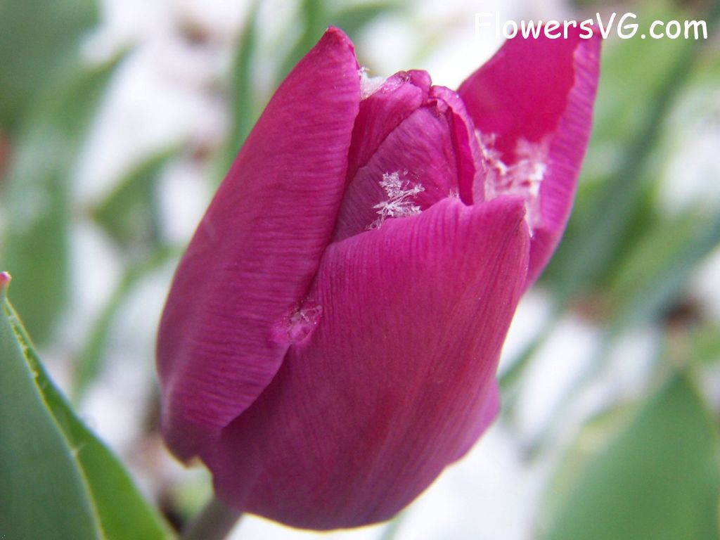 tulip flower Photo photos_flowers_0004.jpg