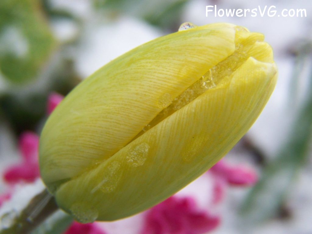 tulip flower Photo photos_flowers_0028.jpg