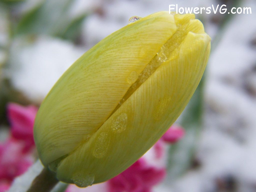 tulip flower Photo photos_flowers_0031.jpg