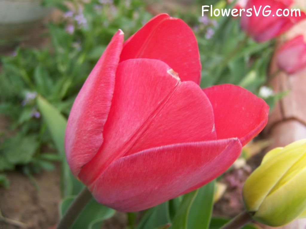 tulip flower Photo photos_flowers_0092.jpg