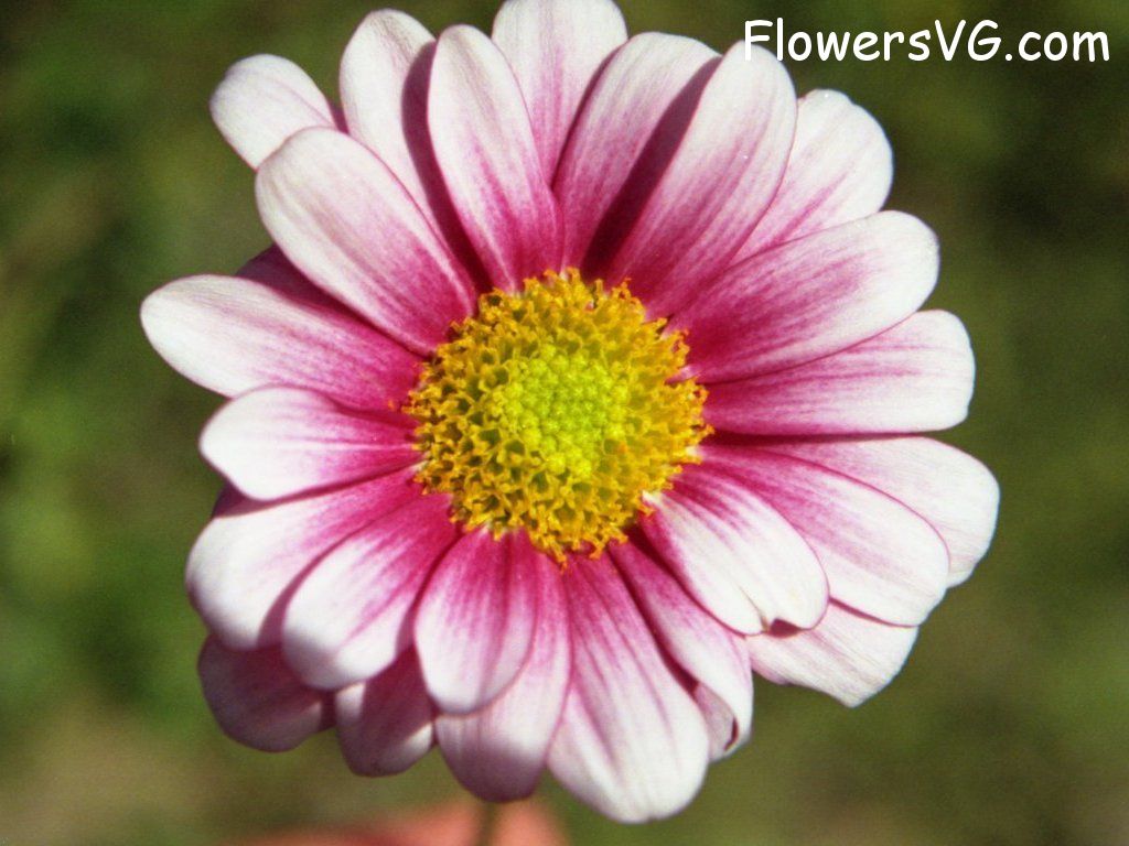 daisy flower Photo pkdaisy01.jpg