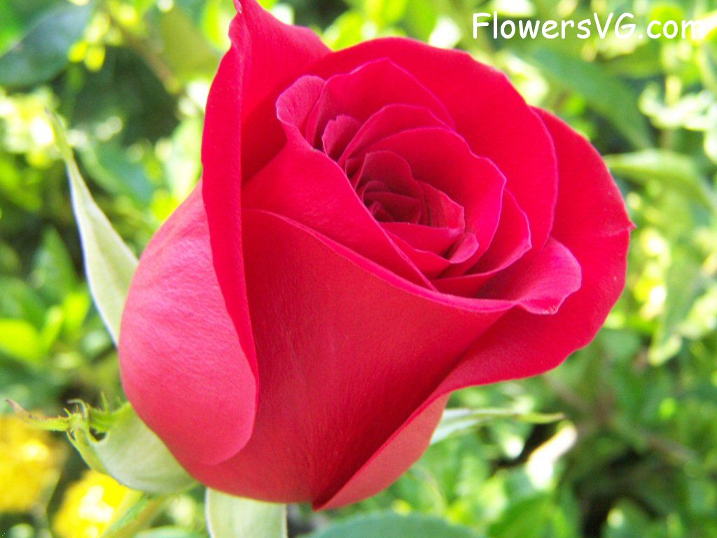 rose_bright_red photo