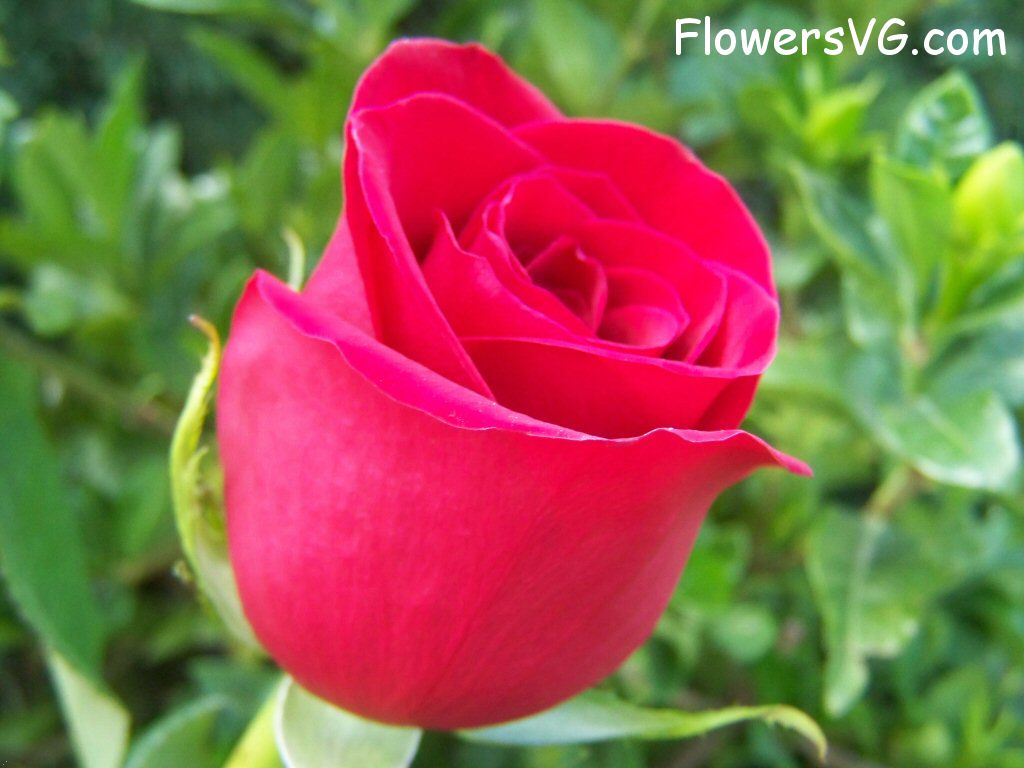 rose_bright_red_beautiful_flower photo