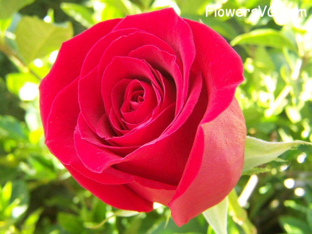 rose_bright_red_bloom_big photo