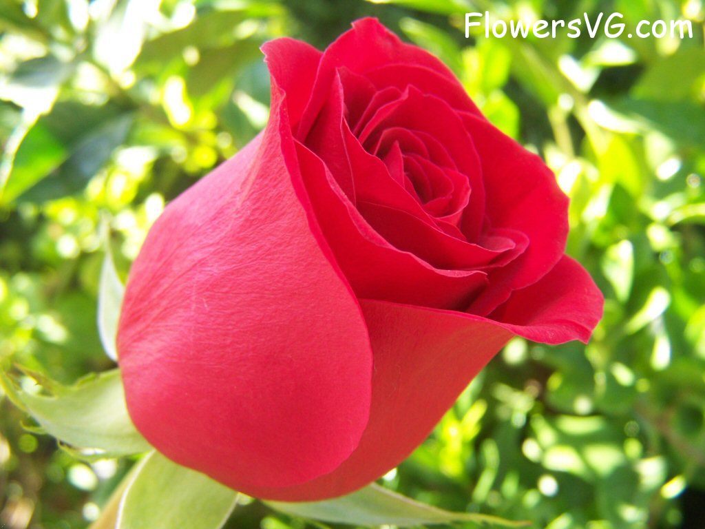 rose_bright_red_bloom_flower photo