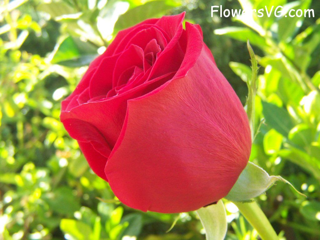 rose_bright_red_bloom_garden photo