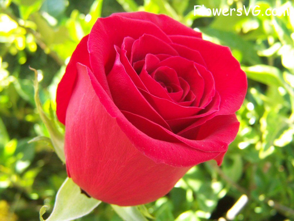 rose_bright_red_bloom_medium photo