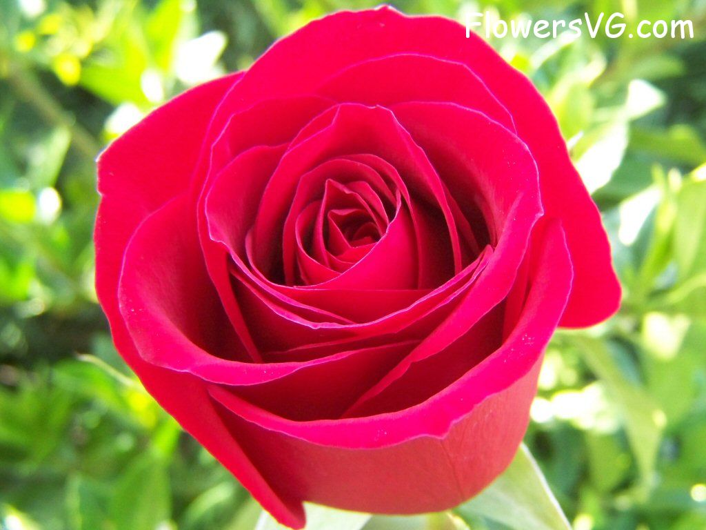 rose_bright_red_bloom_photo photo